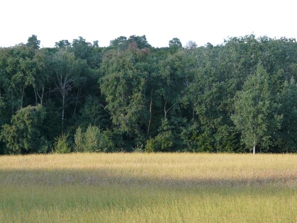 forest side view texture